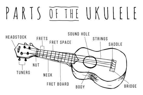 Parts Of The Ukulele - Kala Brand Music Co.