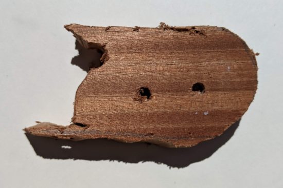 Splintered, but drilled